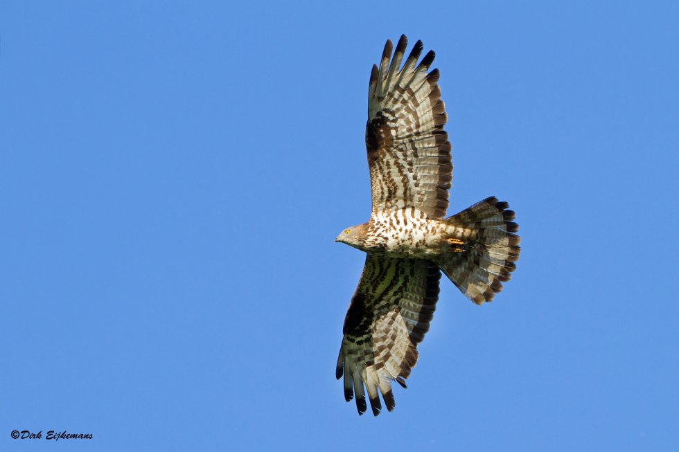 Excursie Vogelwerkgroep Scheeken 11 juni 2017