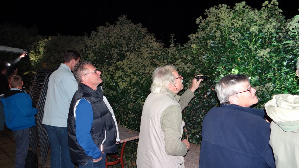 Vleugels in de Nacht