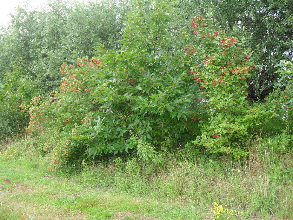 Tips voor de actie NATUUR RONDOM HUIS