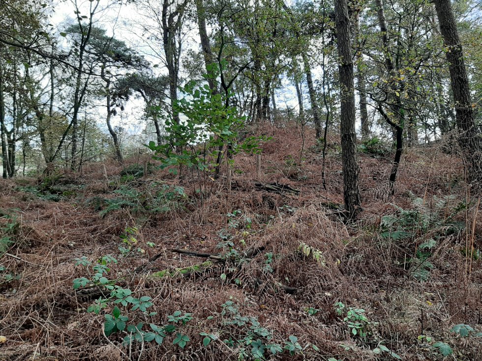 Wandeling Vlagheide Eerdse Bergen
