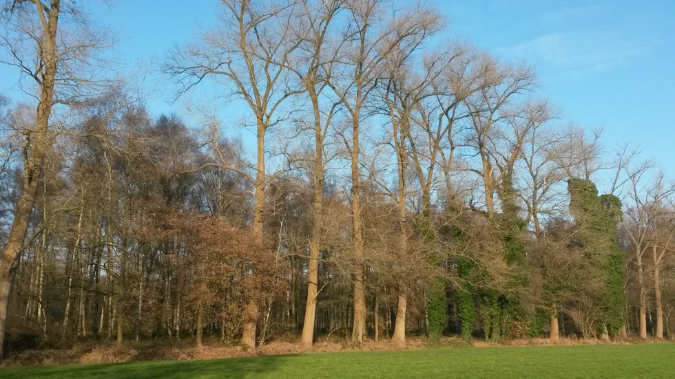 Lezing Insecten in boomtoppen