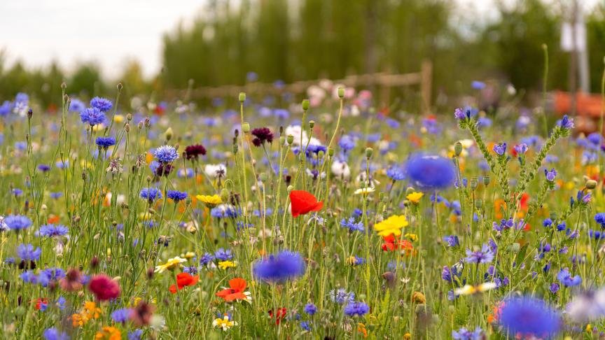 Bijen- en Plantenmarkt