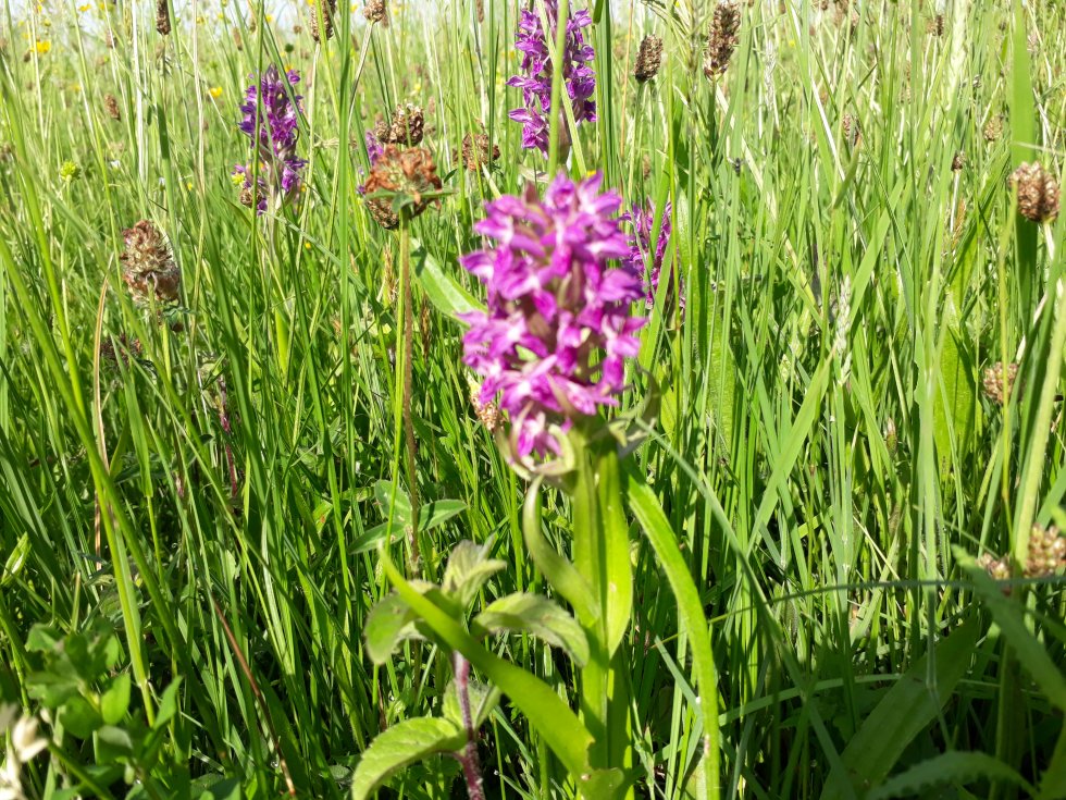 Bezoek Heempark Schijndel Orchideeën