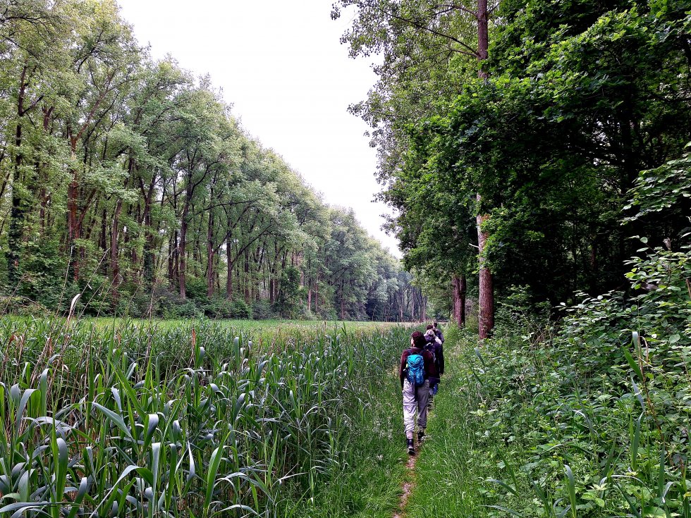 Vroege Vogelwandeling