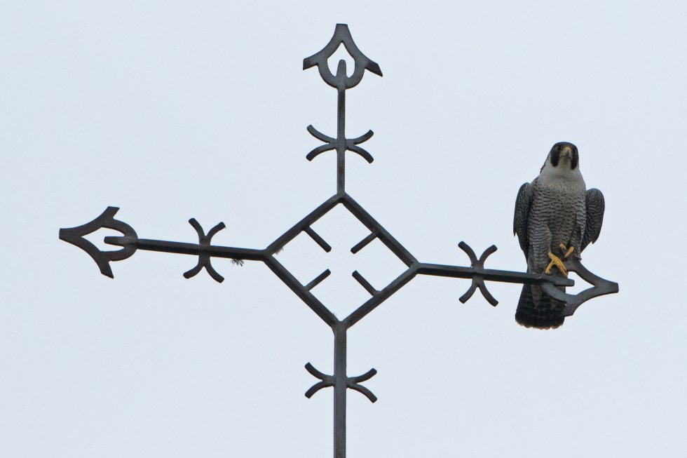 Lezing De Slechtvalk door Corinne Goldschmidt