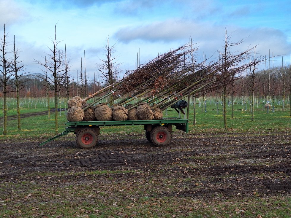 Agroforestry door Jade Koop