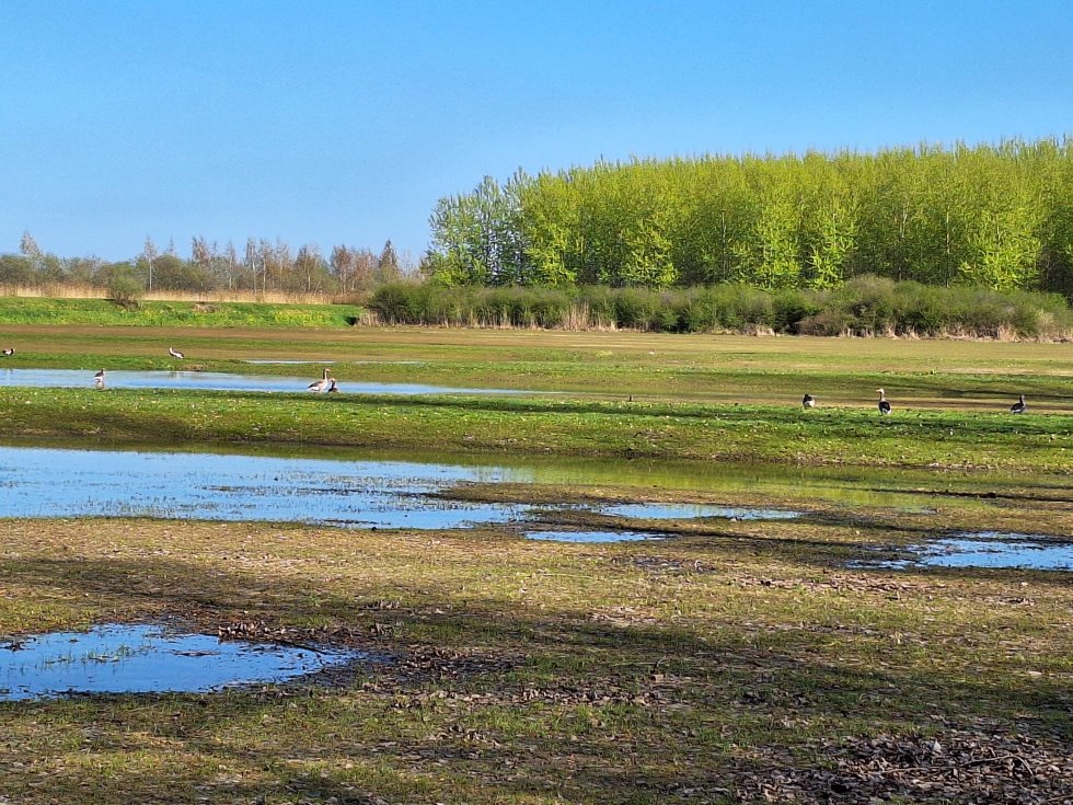 Wandeling Herstel Natte Natuurparel Wijboschbroek