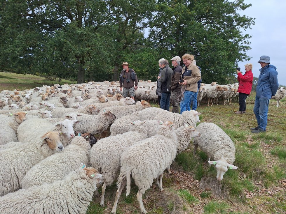 Bezoek Schaapskudde Strabrechtse Heide