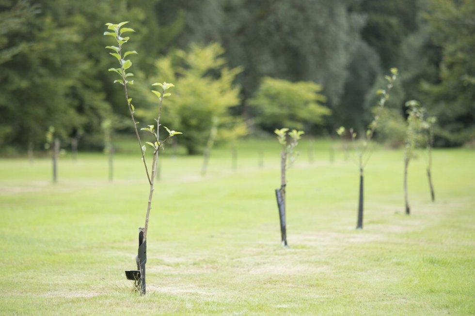 Geboortebos Plantdag